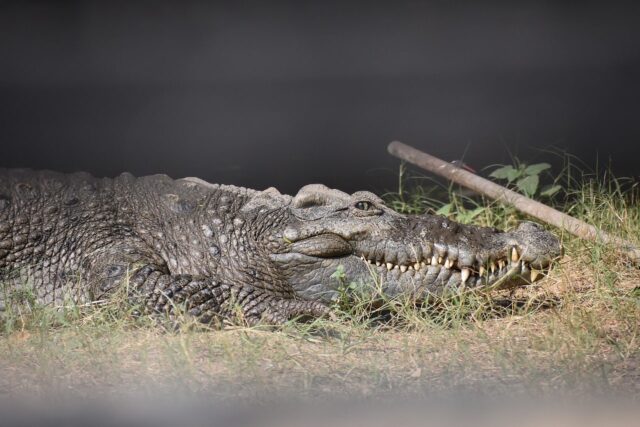 crocodile-2907189_1280-min