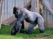 10 Free Copies of Gorilla Mindset